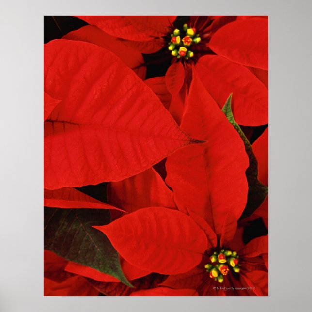 Poinsettia Close-Up Poster (Front)
