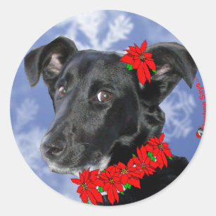Poinsettia Daphne Classic Round Sticker