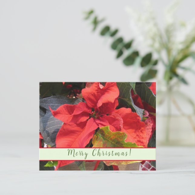 Poinsettia Greeting Card (Standing Front)