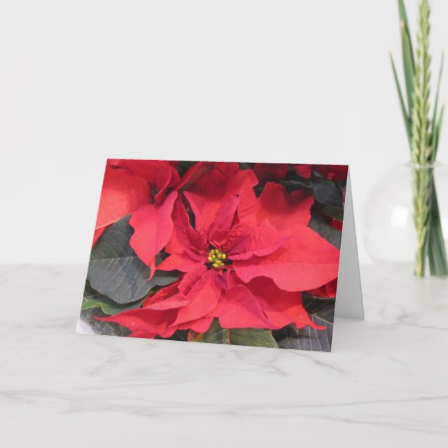 Poinsettia Greeting Card (Front)