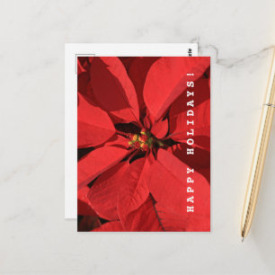 Poinsettia Happy Holidays Postcard