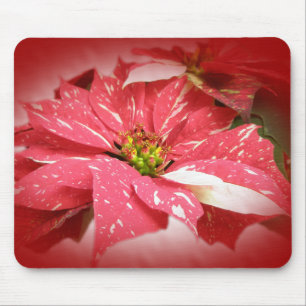 Poinsettia in Red and White Mouse Pad