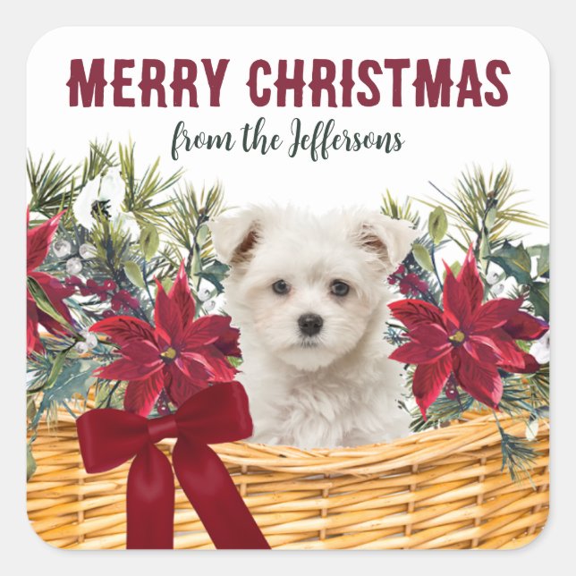 Poinsettia Maltese Puppy Christmas Basket Square Sticker (Front)