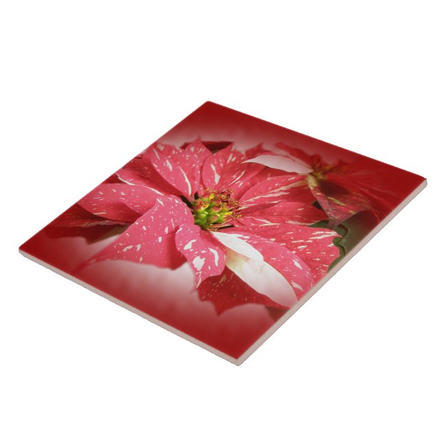Poinsettia on Red Tile (Side)