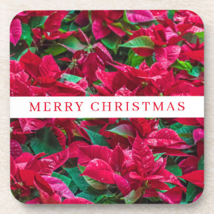 Poinsettia plants view coasters