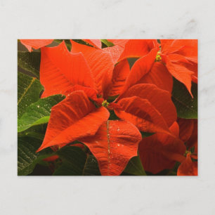 Poinsettia Postcard