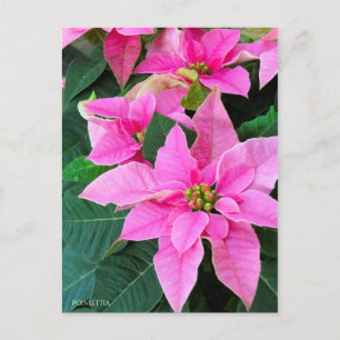 Poinsettia [Postcard] Postcard