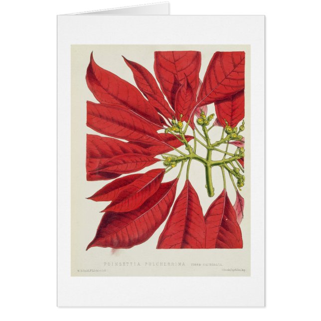 Poinsettia Pulcherrima (colour litho) (Front)