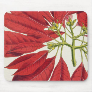 Poinsettia Pulcherrima (colour litho) Mouse Pad
