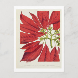 Poinsettia Pulcherrima (colour litho) Postcard