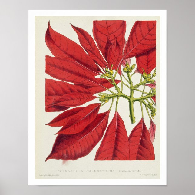 Poinsettia Pulcherrima (colour litho) Poster (Front)