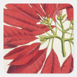 Poinsettia Pulcherrima (colour litho) Square Sticker