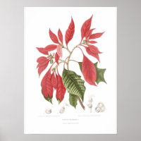 Poinsettia pulcherrima