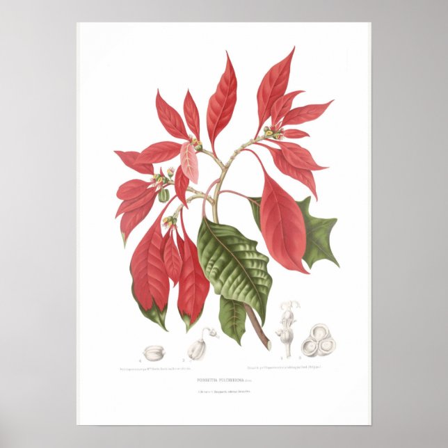 Poinsettia pulcherrima poster (Front)
