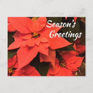 Poinsettia Season's Greetings Postcard