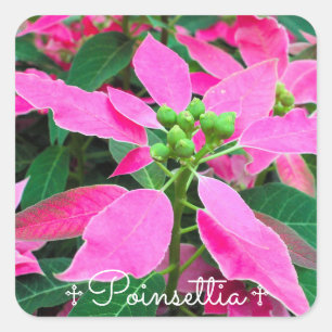 Poinsettia [Square Seal] Square Sticker