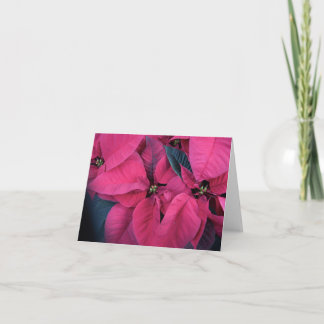 Poinsettia Thank You Card