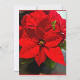 Poinsettia Velvet Fireworks Holiday Card
