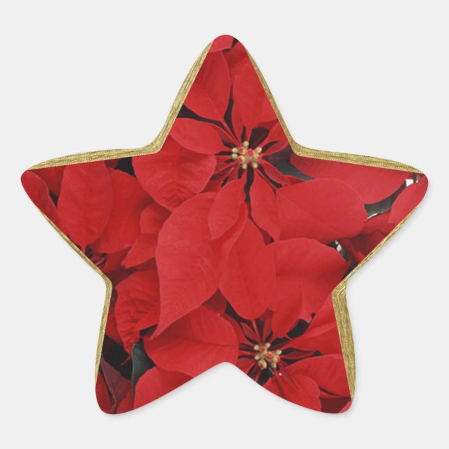 Poinsettias for Christmas star shaped Star Sticker (Front)