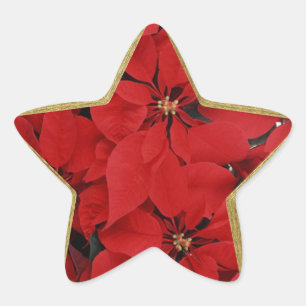 Poinsettias for Christmas star shaped Sticker