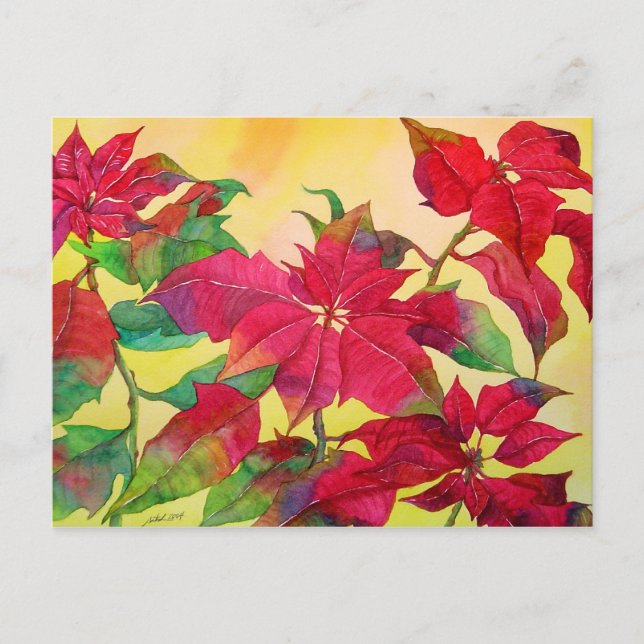 Poinsettias Postcard (Front)