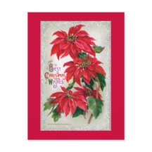 Poinsettias Postcard