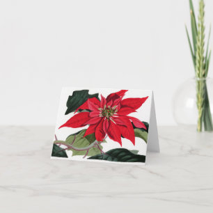 Poinsettiia Holiday Card