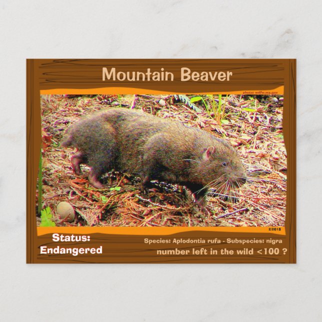Point Arena Mountain Beaver endangered - - - Postcard (Front)