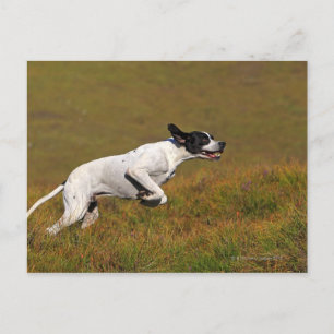 Pointer. Canis lupus familiaris Postcard