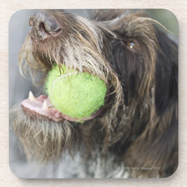 Pointer dog biting tennis ball, close-up coaster (Front)