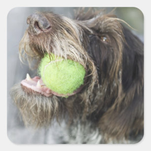 Pointer dog biting tennis ball, close-up square sticker