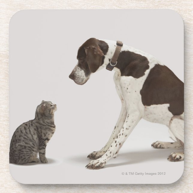 Pointer looking down at cat coaster (Front)