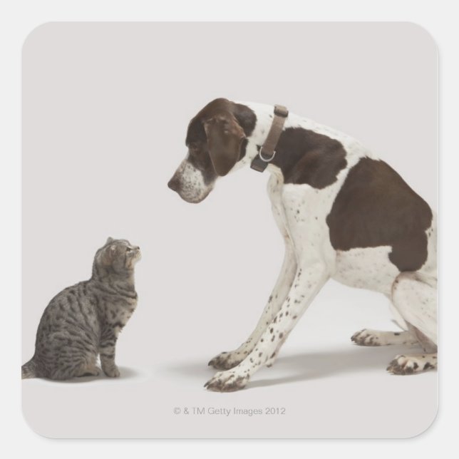 Pointer looking down at cat square sticker (Front)