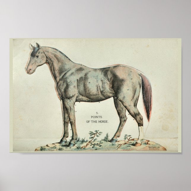 Points of the Horse Vintage Anatomy Print (Front)