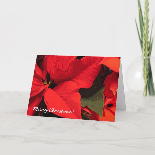 Pointsettis Christmas Holiday Card (Front)