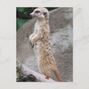 Poised Meerkat Postcard