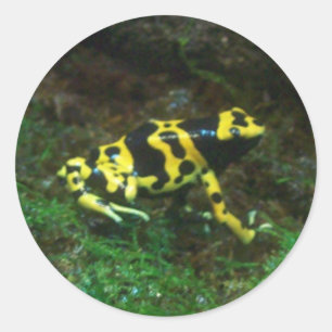 Poison Dart Frog Classic Round Sticker
