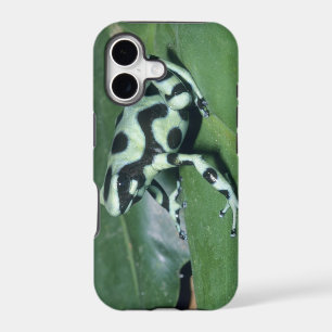 Poison Dart Frog, (Dendrobates auratus) Cahuita