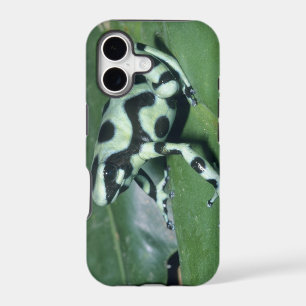 Poison Dart Frog, (Dendrobates auratus) Cahuita