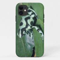 Poison Dart Frog, (Dendrobates auratus) Cahuita