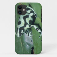 Poison Dart Frog, (Dendrobates auratus) Cahuita