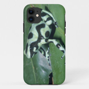 Poison Dart Frog, (Dendrobates auratus) Cahuita iPhone 11 Case