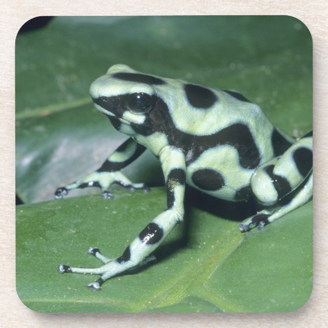 Poison Dart Frog, (Dendrobates auratus) Cahuita Coaster (Front)
