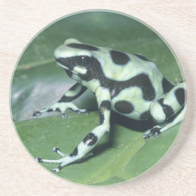 Poison Dart Frog, (Dendrobates auratus) Cahuita Coaster (Front)
