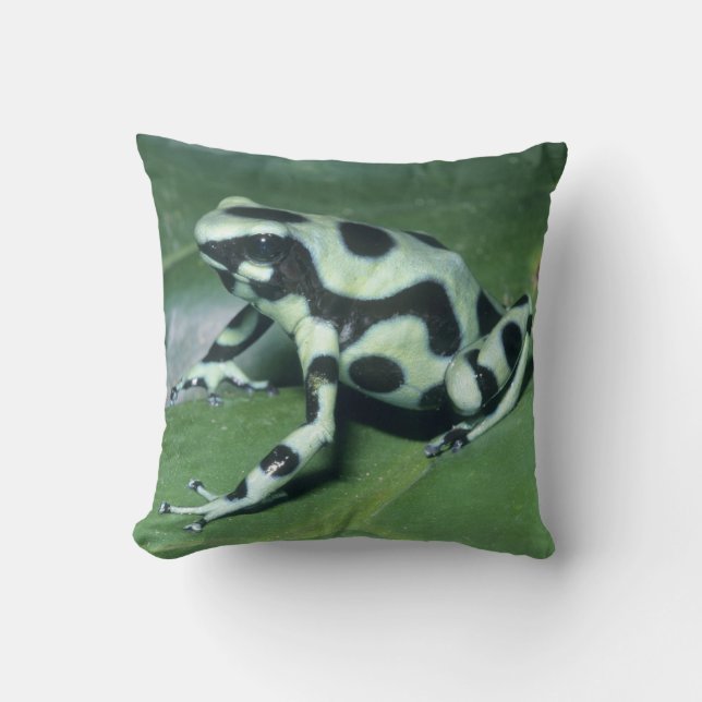 Poison Dart Frog, (Dendrobates auratus) Cahuita Cushion (Front)