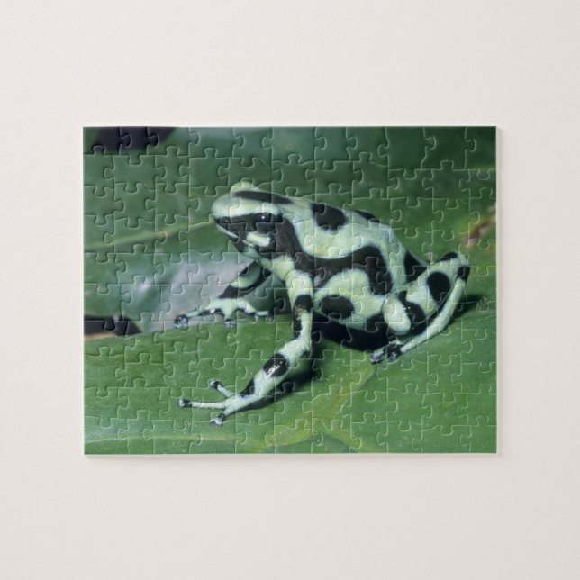 Poison Dart Frog, (Dendrobates auratus) Cahuita Jigsaw Puzzle (Horizontal)