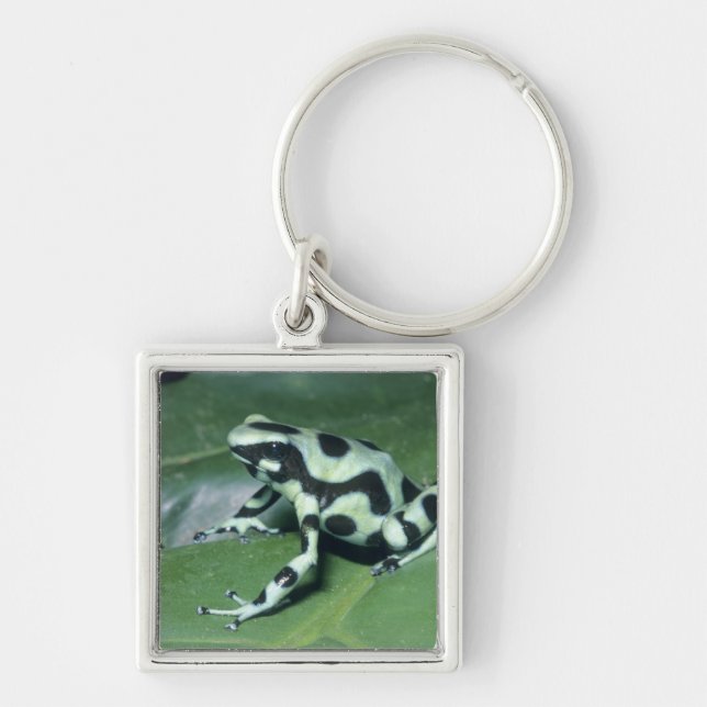 Poison Dart Frog, (Dendrobates auratus) Cahuita Key Ring (Front)