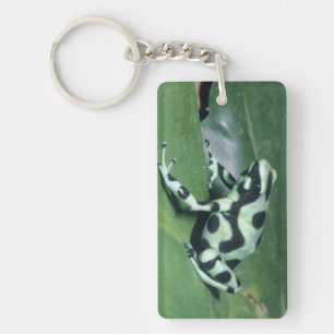 Poison Dart Frog, (Dendrobates auratus) Cahuita Key Ring