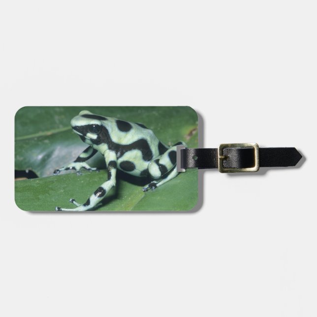 Poison Dart Frog, (Dendrobates auratus) Cahuita Luggage Tag (Front Horizontal)