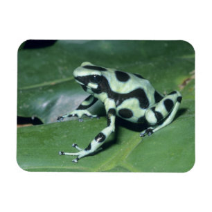 Poison Dart Frog, (Dendrobates auratus) Cahuita Magnet